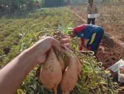 Tembus Pasar Mancanegara, Ubi Madu Sukabumi Memiliki Rasa Yang Luar Biasa