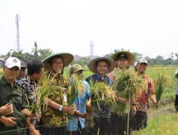 Perkuat Ketahanan Pangan, Pemkot Tangerang Gelar Panen Raya Padi di Kelurahan Belendung