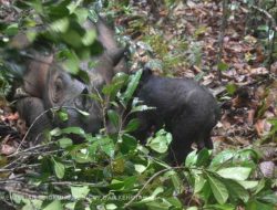 Menteri LHK : Tanda Ekosistem Membaik, Di TNWK Terus Menerus Lahir Anak Badak Sumatera