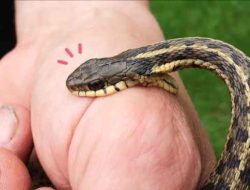 Bocah 4 Tahun Meninggal Dunia Usai Dipatok Ular di Sepatan Timur