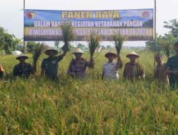 Perkuat Ketahanan Pangan, Kodim 0830/Surabaya Utara Panen Raya Tanaman Padi