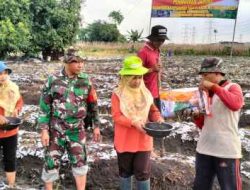 Danramil Menganti Pimpin Gerakan Tanam Jagung Serentak di Dusun Telogo Bedah