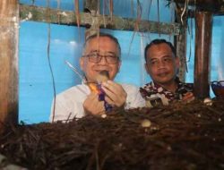 Panen Jamur Merang Demi di Nyalindung, Wabup : Kinerja Positif dan Patut Dicontoh