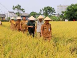 Panen Raya Padi di Momen HUT RI, Pj Walikota : Insya Allah, Bisa Lebih Maksimal dan Mencukupi Stok Pangan