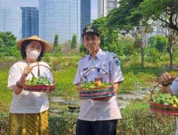 Puluhan Kilo Melon dan Tomat Dipanen di Kawasan Hortikultura Kembangan Utara