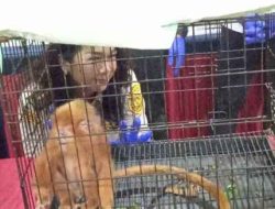 Bea Cukai Bandara Soetta Gagalkan Penyelundupan Hewan Dilindungi Oleh Warga India