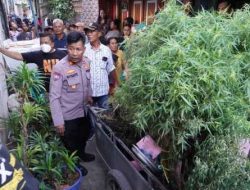Polisi Grebek Rumah di Kapuk Cengkareng Yang Disulap Jadi Lahan Tanaman Ganja, 1 Pelaku Diamankan