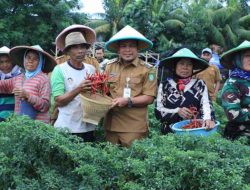 Panen Cabe 3 (Tiga) Ton, Dr. Nurdin : Perkuat Ketahanan Pangan dan Pengendalian Inflasi