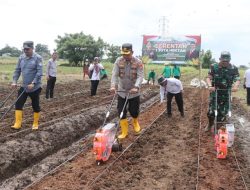 Kapolres Metro Tangerang Realisasi Asta Cita Presiden Prabowo, Penanaman 1 Hektare Jagung