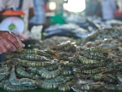Udang Indonesia Ditolak Empat Pelabuhan AS, Diduga Tercemar Radiasi