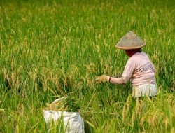 Petani Sampaikan Enam Tuntutan ke Pemerintah pada Hari Tani Nasional 2025