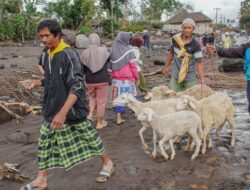 124 Ternak Mati dan Tiga Warga Luka Bakar Akibat Erupsi Semeru, 191 Jiwa Masih Mengungsi